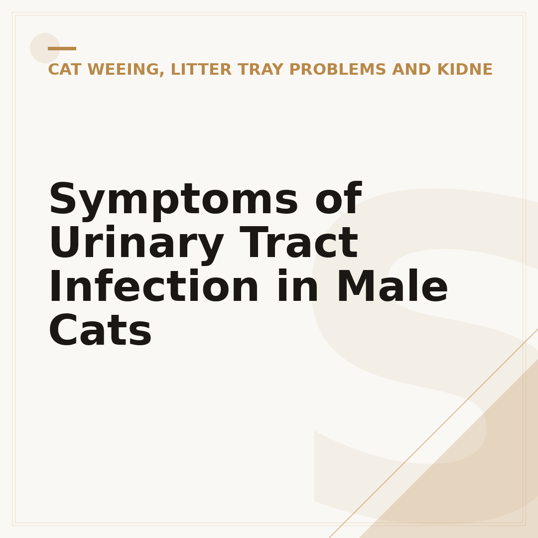 Symptoms of Urinary Tract Infection in Male Cats