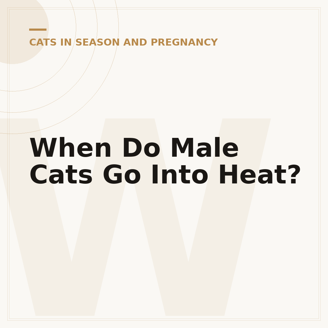 When Do Male Cats Go Into Heat?