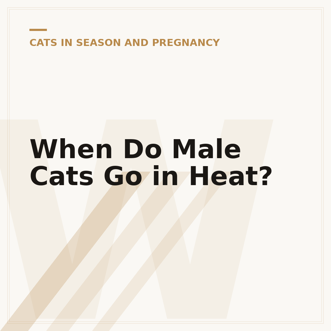 When Do Male Cats Go in Heat?
