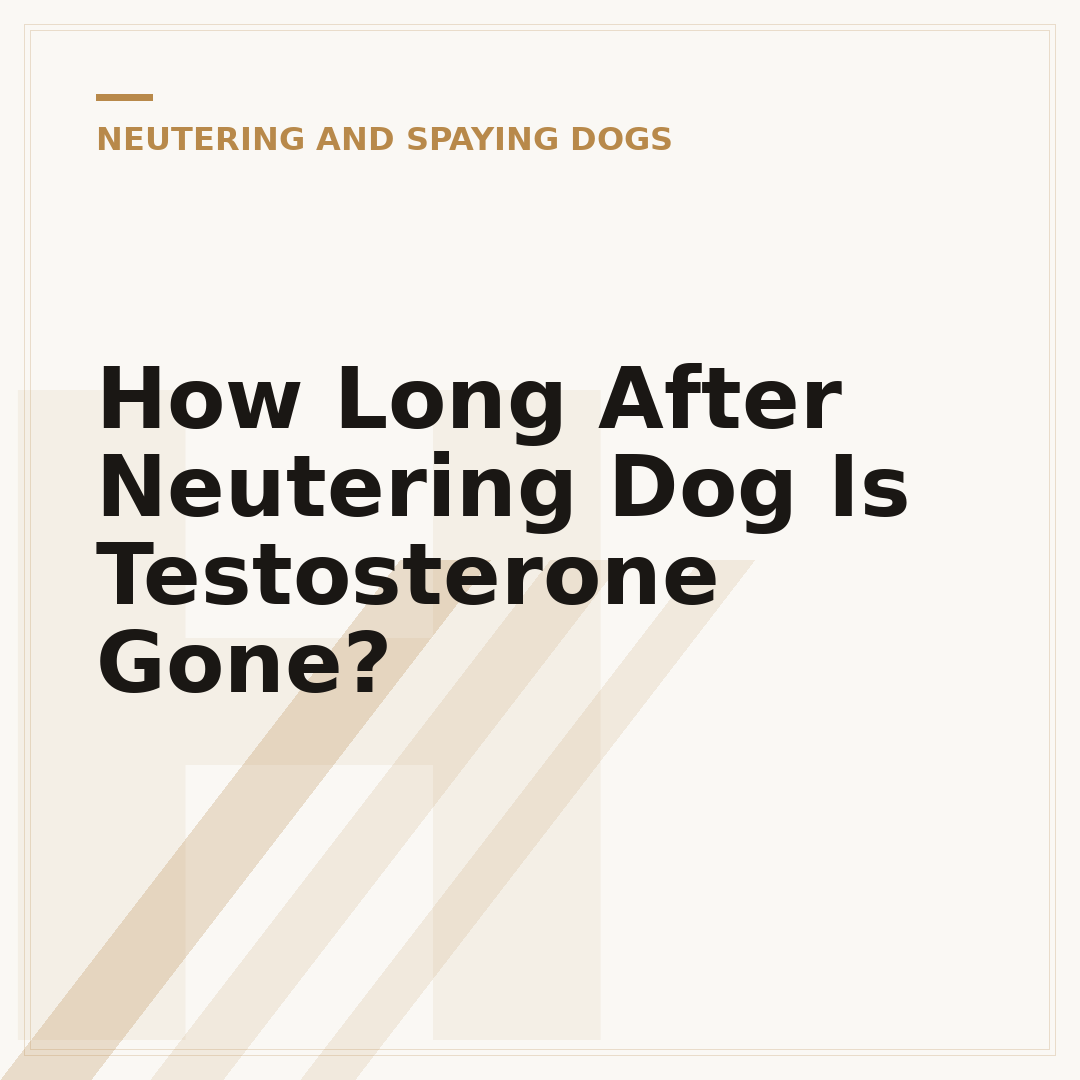 How Long After Neutering Dog Is Testosterone Gone?