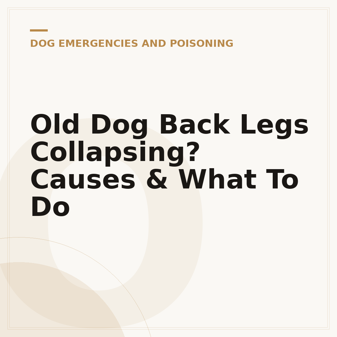 Old Dog Back Legs Collapsing? Causes & What To Do