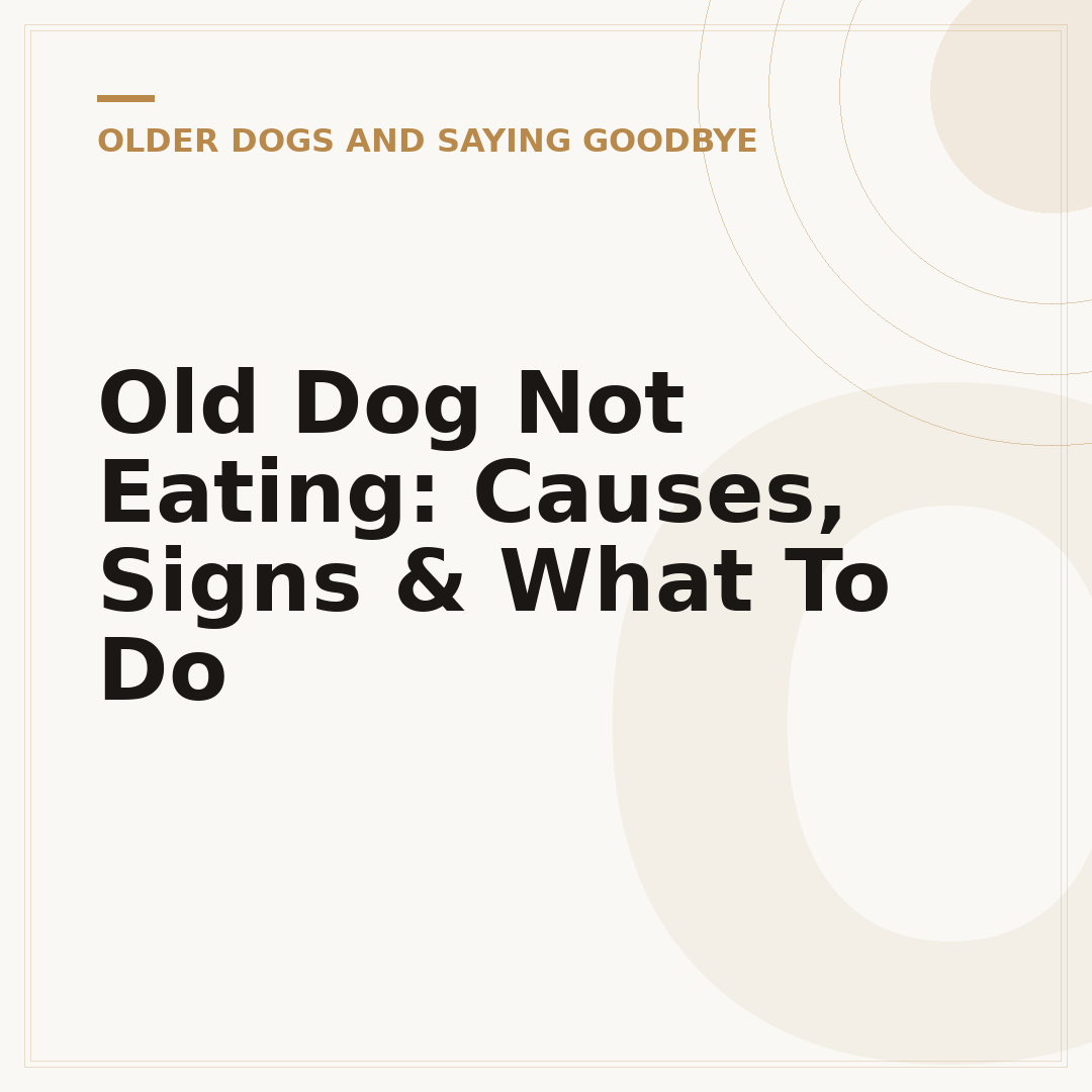 Old Dog Not Eating: Causes, Signs & What To Do