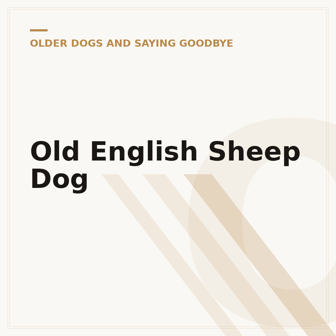 Old English Sheep Dog