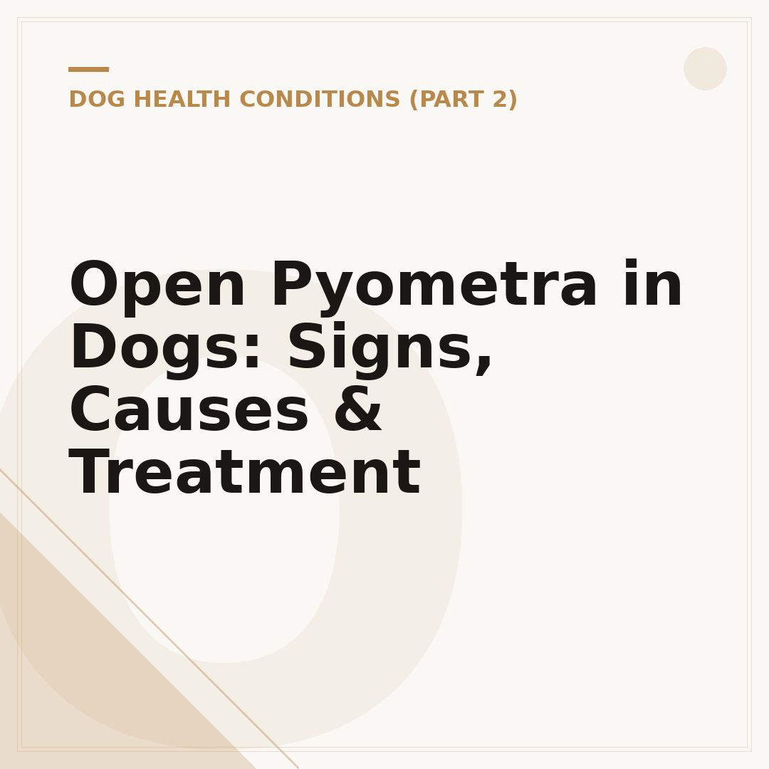 Open Pyometra in Dogs: Signs, Causes & Treatment