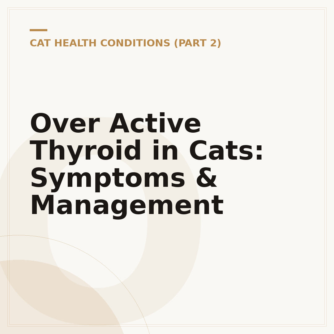 Over Active Thyroid in Cats: Symptoms & Management