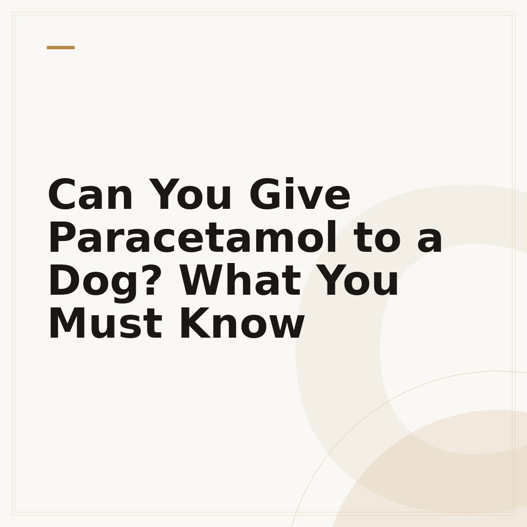 Can You Give Paracetamol to a Dog? What You Must Know
