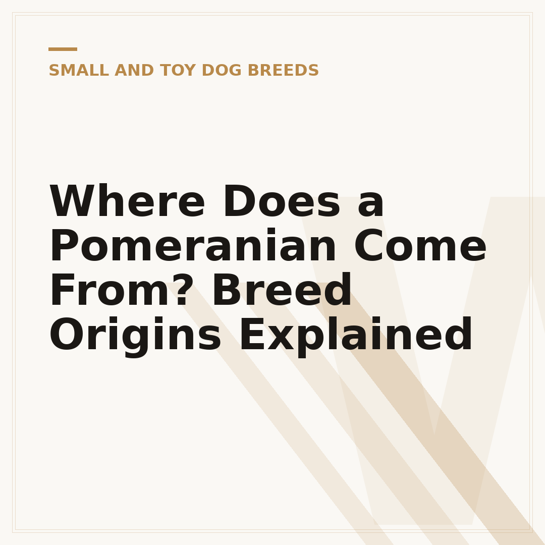 Where Does a Pomeranian Come From? Breed Origins Explained