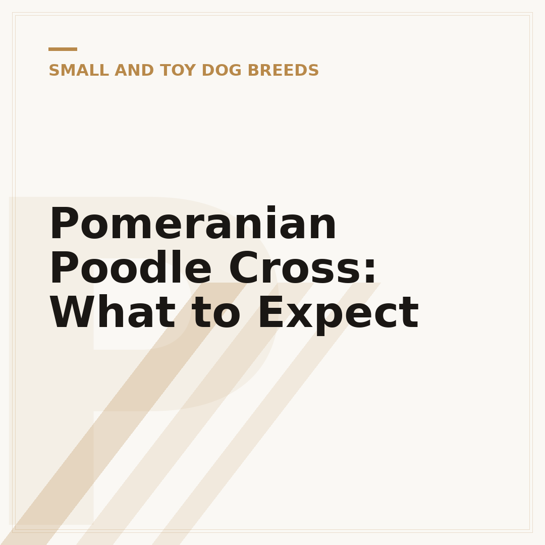 Pomeranian Poodle Cross: What to Expect