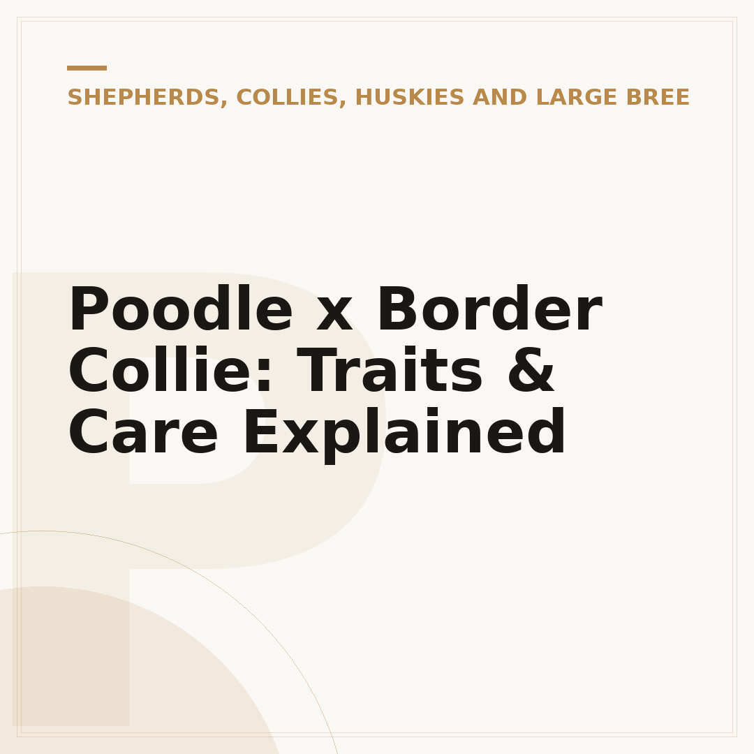 Poodle x Border Collie: Traits & Care Explained