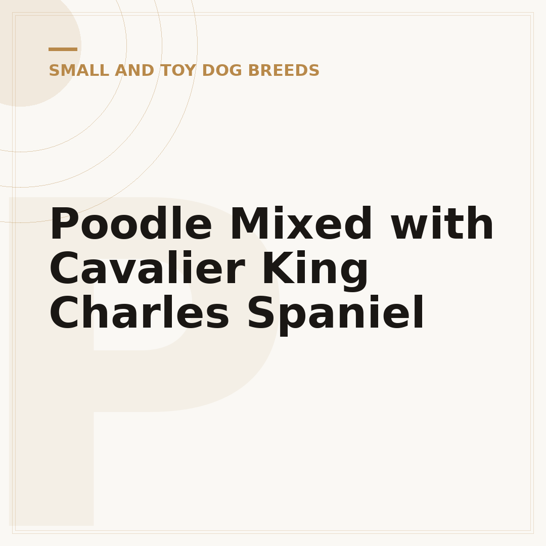 Poodle Mixed with Cavalier King Charles Spaniel