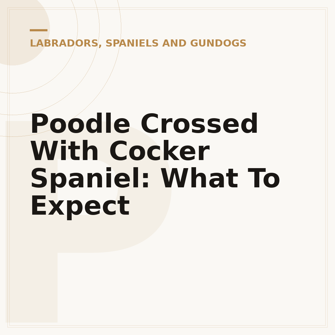 Poodle Crossed With Cocker Spaniel: What To Expect