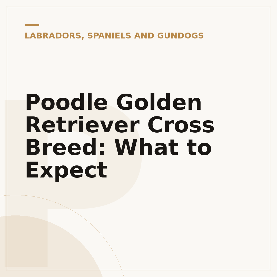 Poodle Golden Retriever Cross Breed: What to Expect