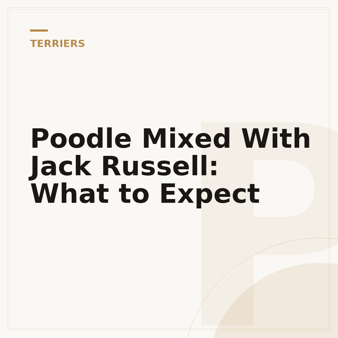 Poodle Mixed With Jack Russell: What to Expect
