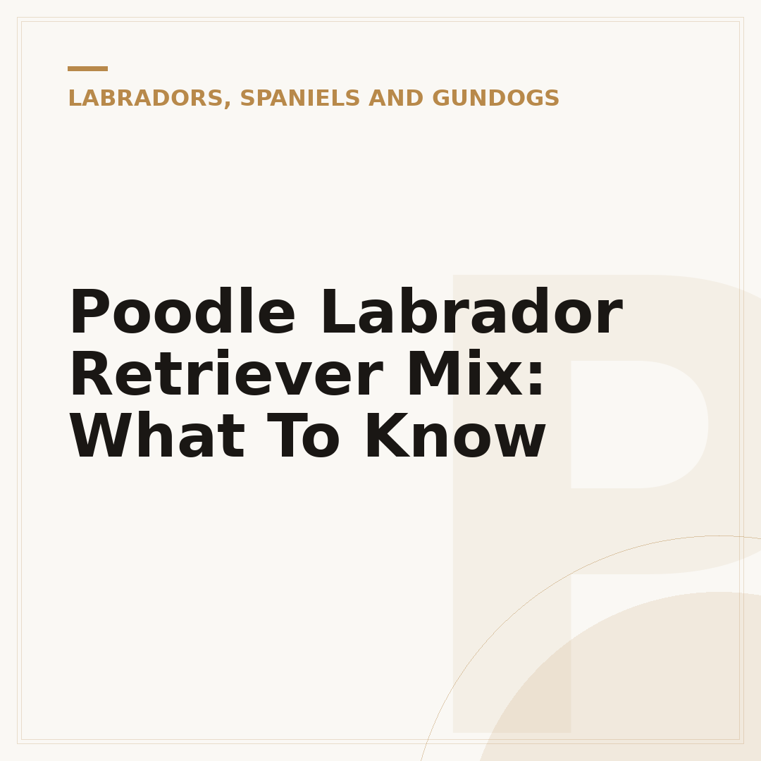 Poodle Labrador Retriever Mix: What To Know