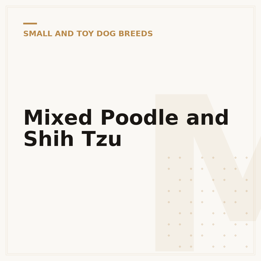 Mixed Poodle and Shih Tzu
