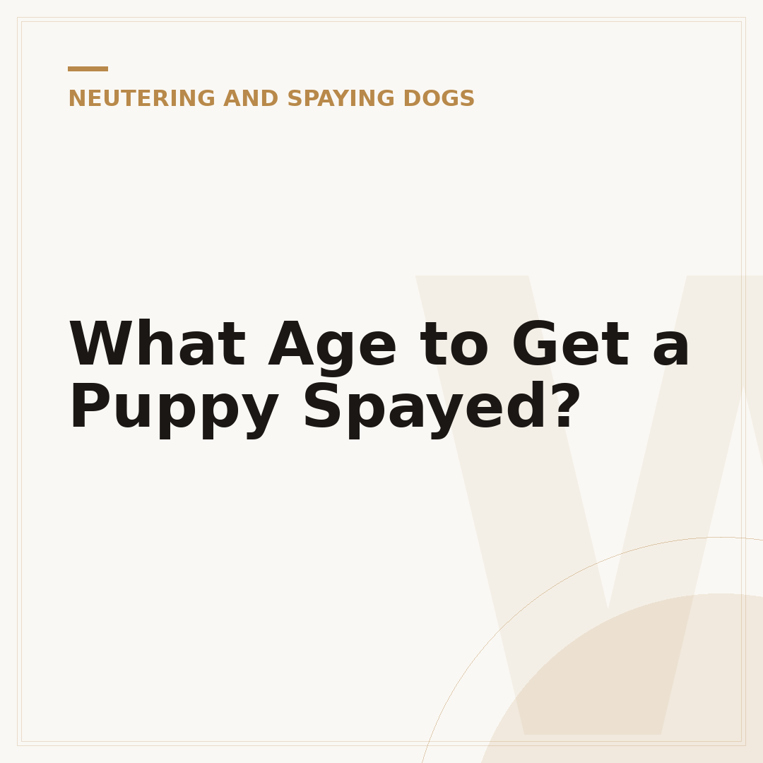 What Age to Get a Puppy Spayed?