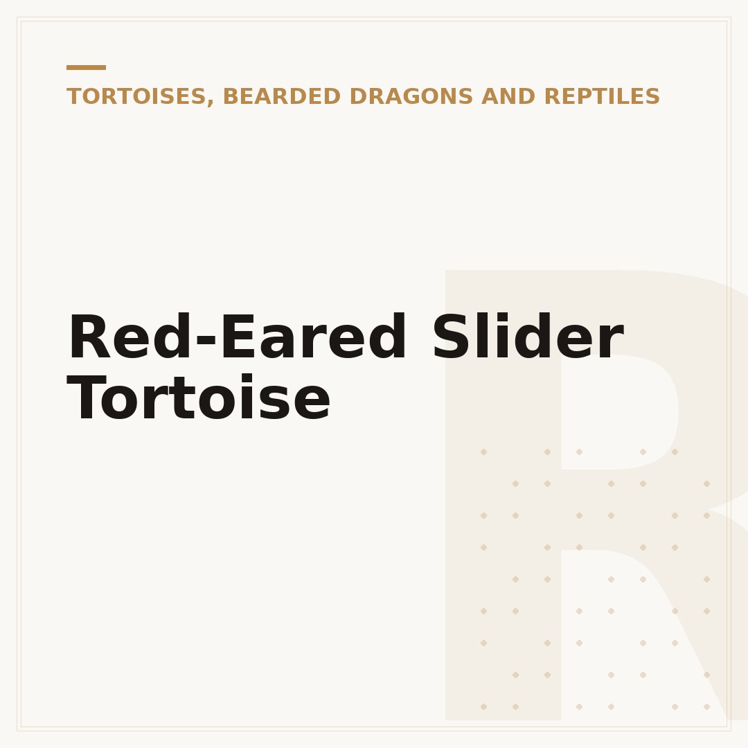 Red-Eared Slider Tortoise
