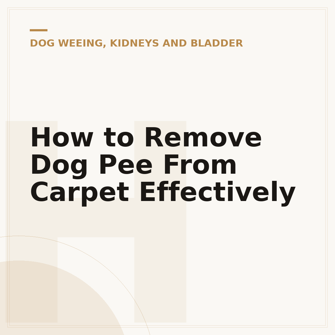 How to Remove Dog Pee From Carpet Effectively