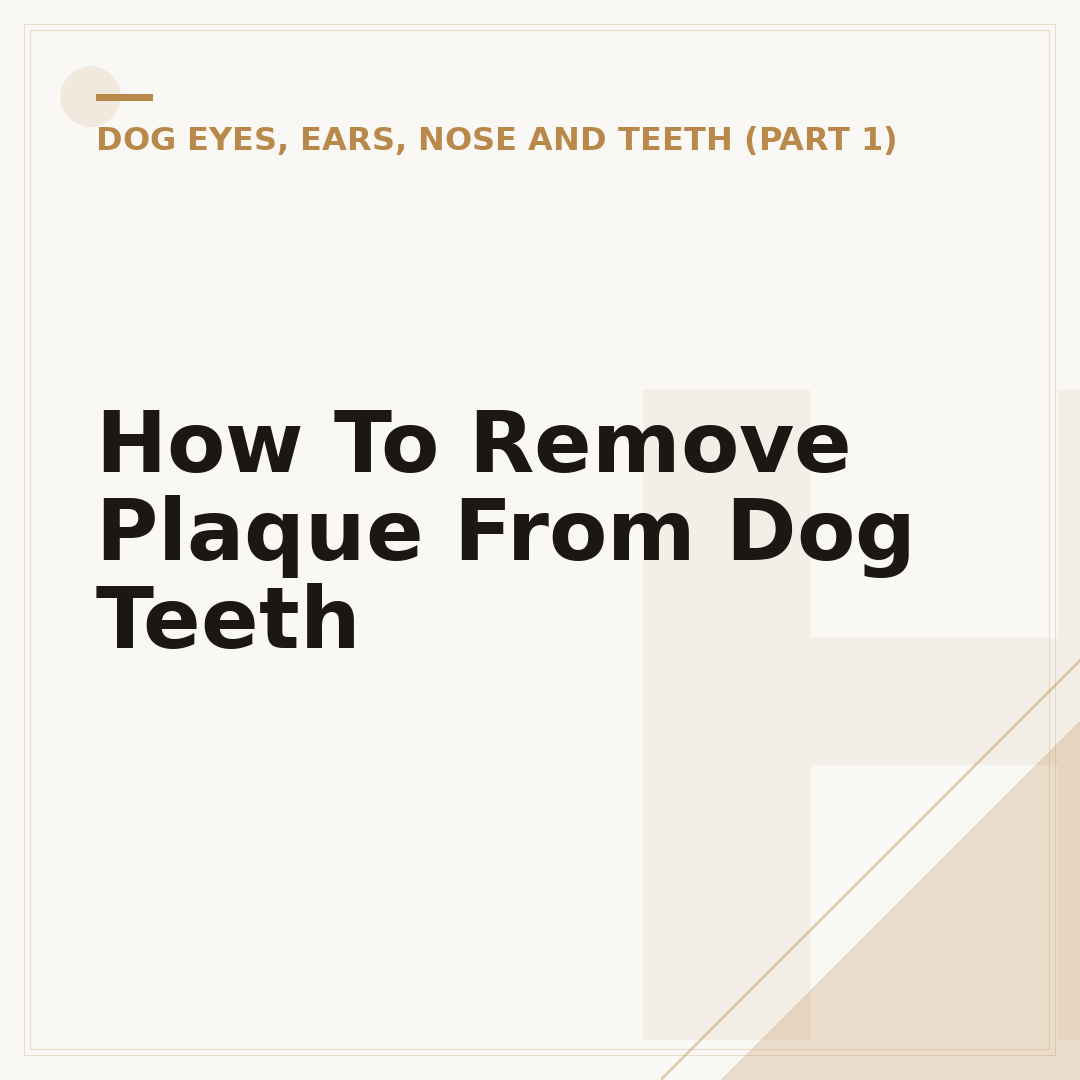 How To Remove Plaque From Dog Teeth
