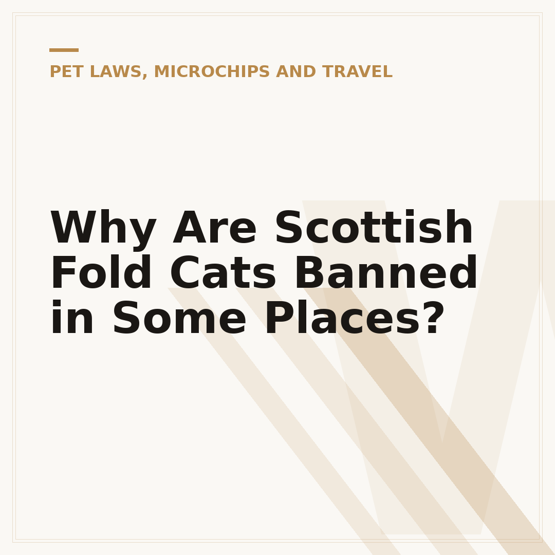 Why Are Scottish Fold Cats Banned in Some Places?
