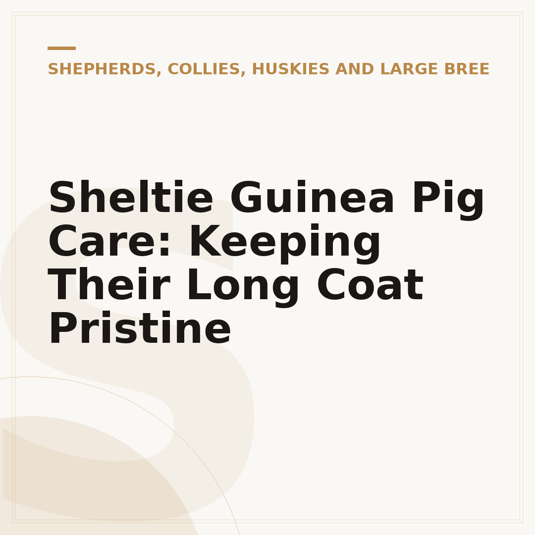 Sheltie Guinea Pig Care: Keeping Their Long Coat Pristine
