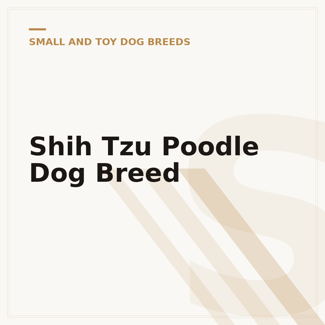 Shih Tzu Poodle Dog Breed