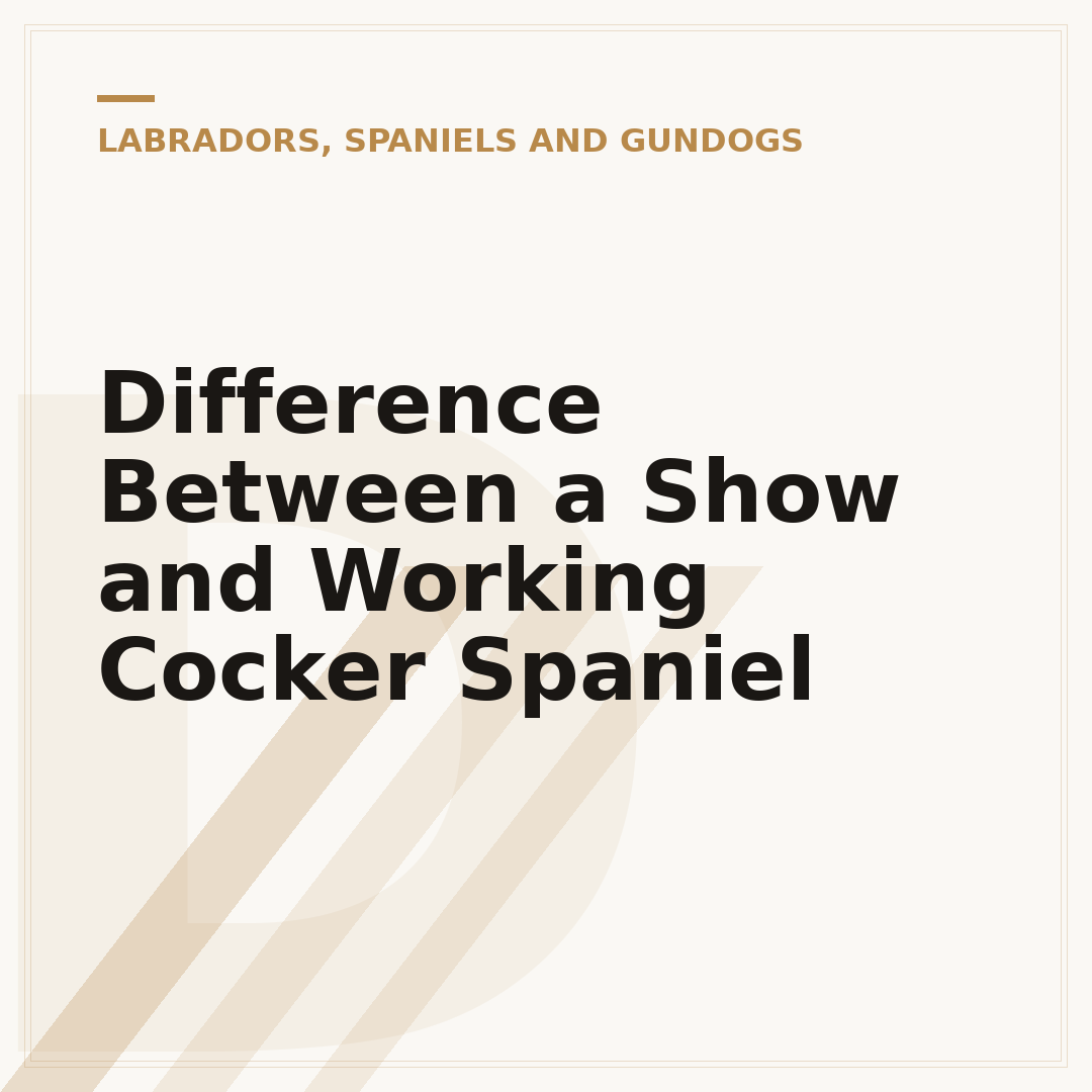 Difference Between a Show and Working Cocker Spaniel