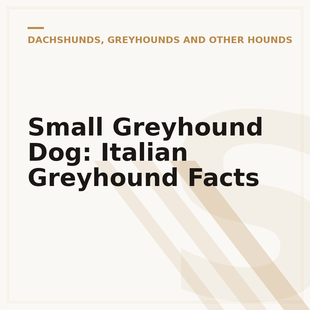 Small Greyhound Dog: Italian Greyhound Facts