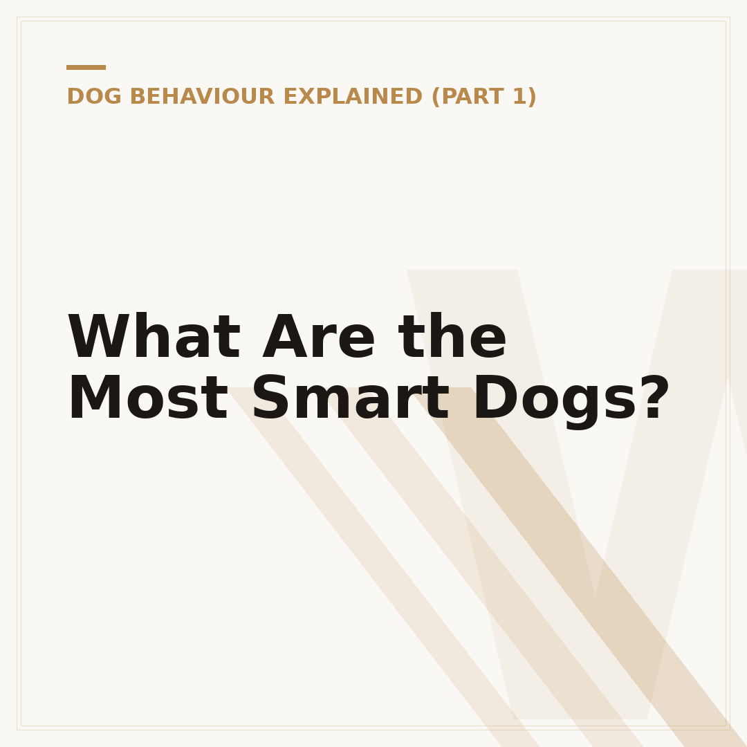 What Are the Most Smart Dogs?