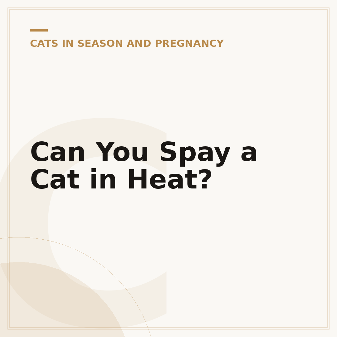 Can You Spay a Cat in Heat?