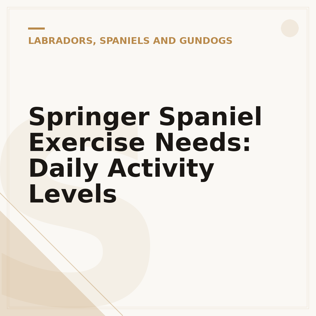 Springer Spaniel Exercise Needs: Daily Activity Levels