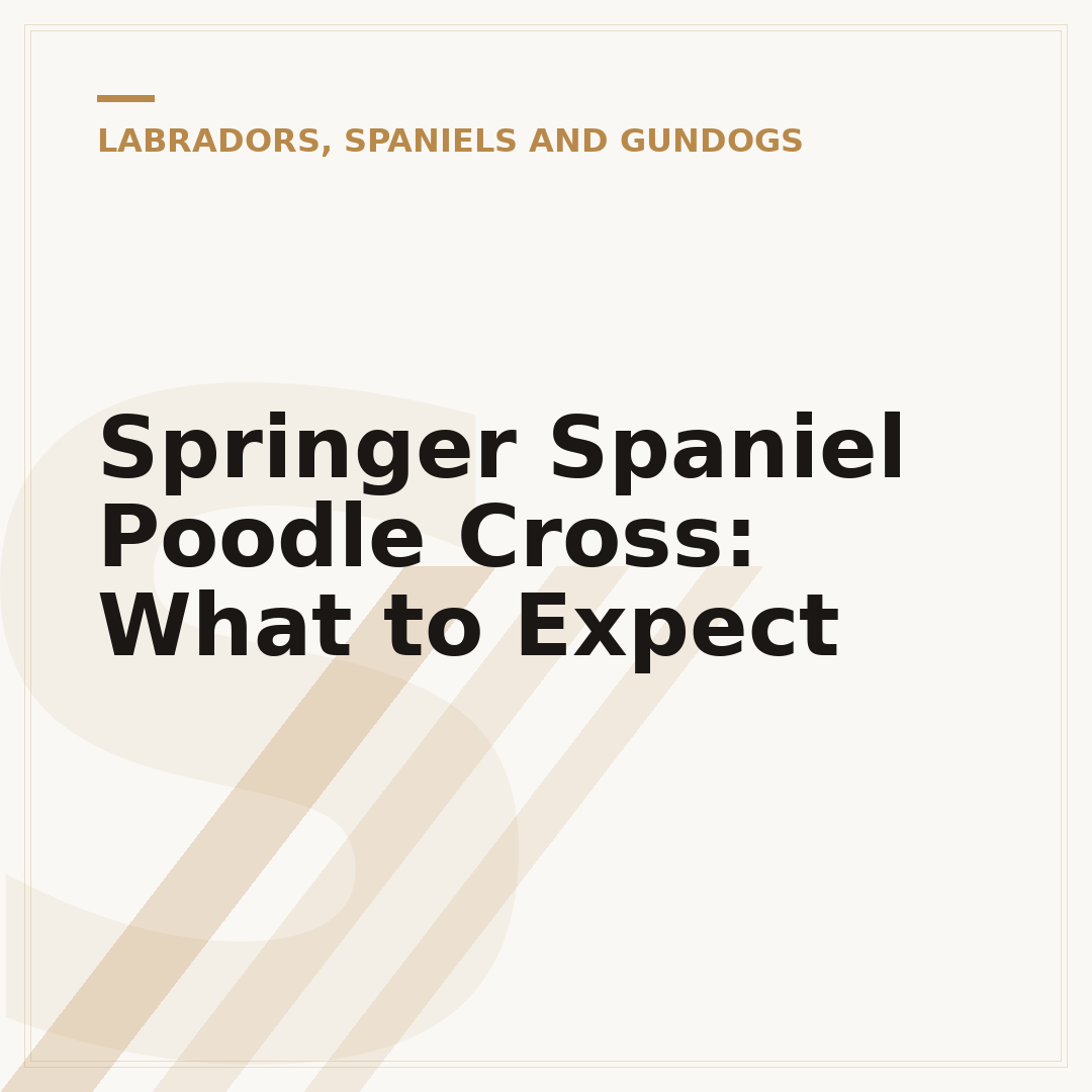 Springer Spaniel Poodle Cross: What to Expect