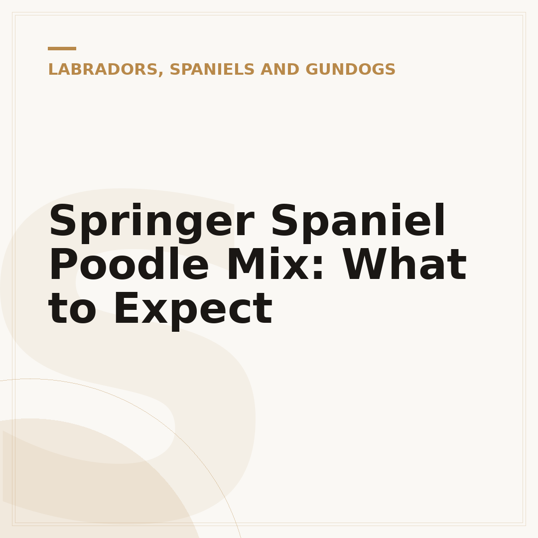 Springer Spaniel Poodle Mix: What to Expect