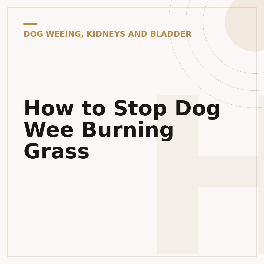 How to Stop Dog Wee Burning Grass