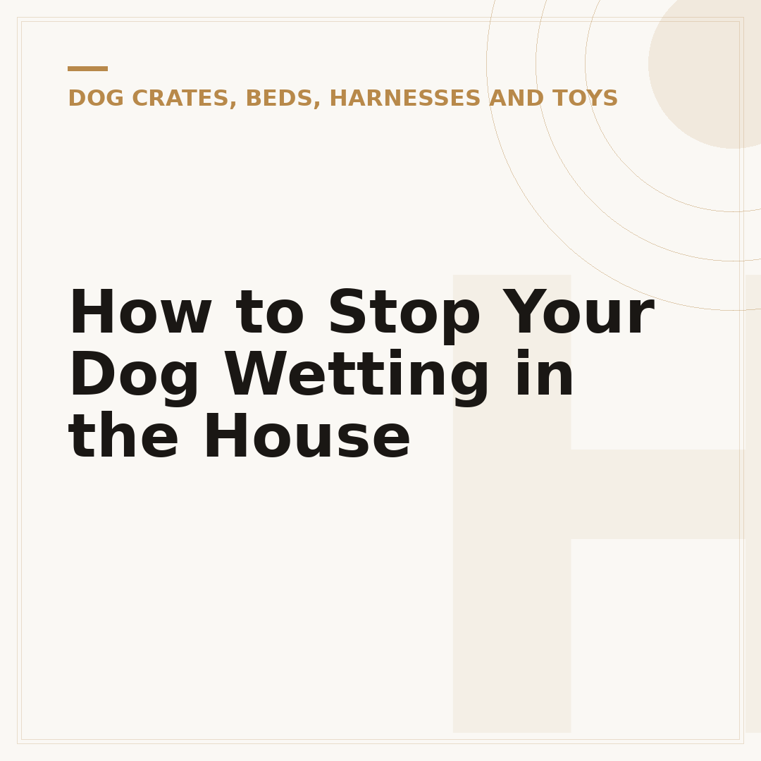 How to Stop Your Dog Wetting in the House