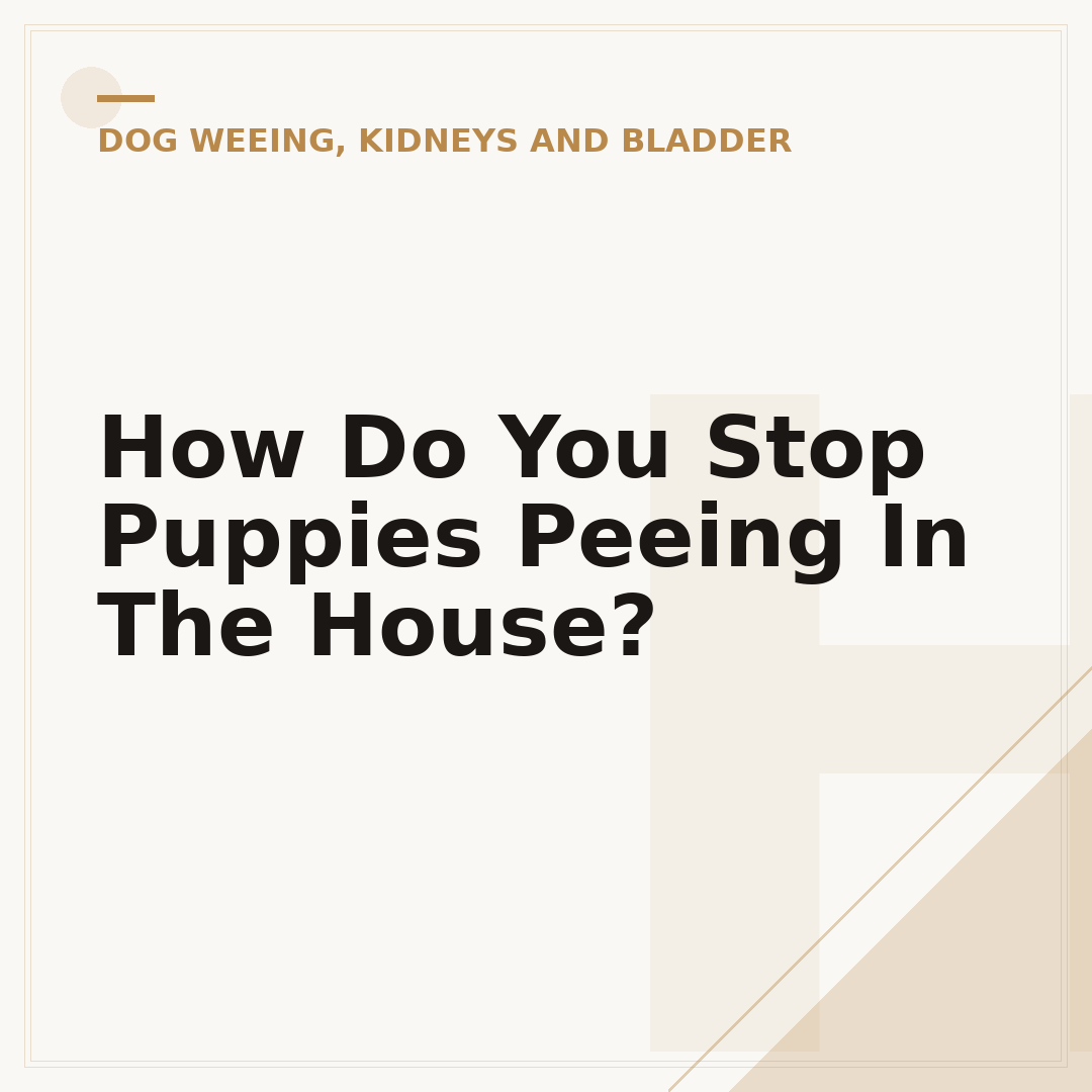 How Do You Stop Puppies Peeing In The House?