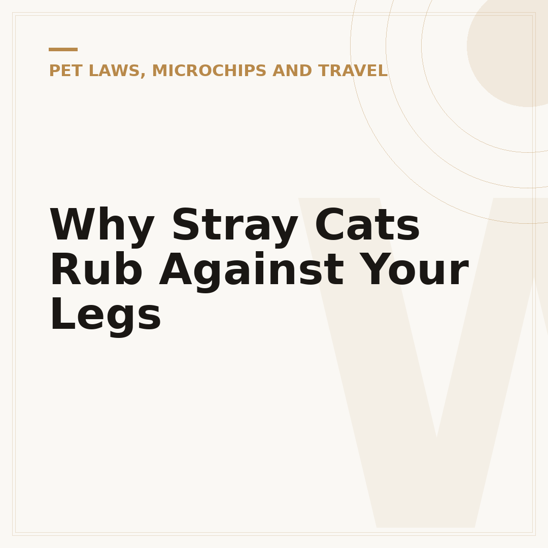 Why Stray Cats Rub Against Your Legs