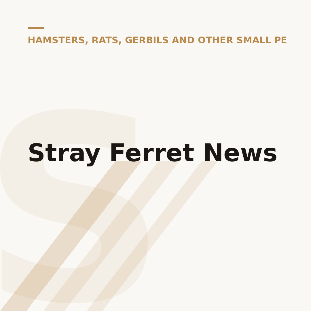 Stray Ferret News