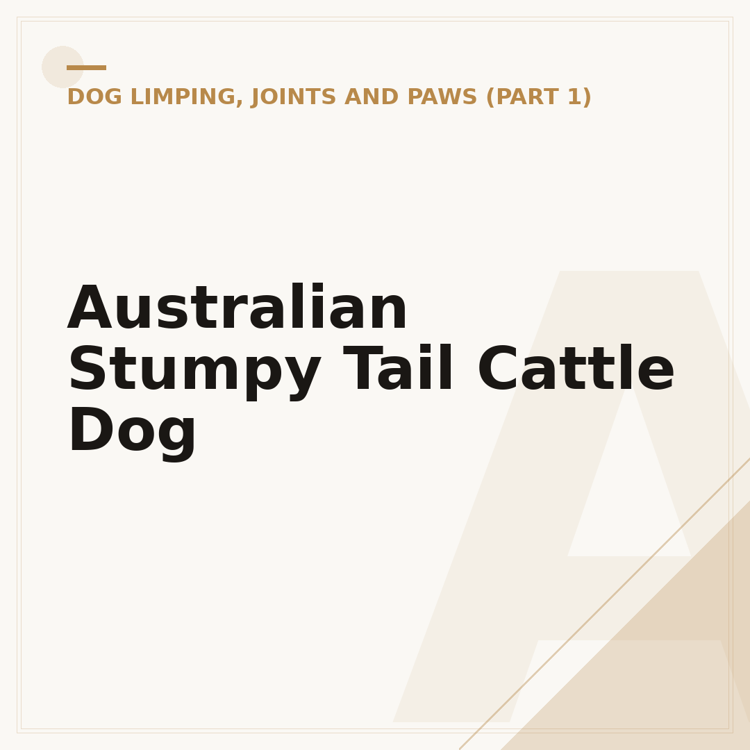 Australian Stumpy Tail Cattle Dog