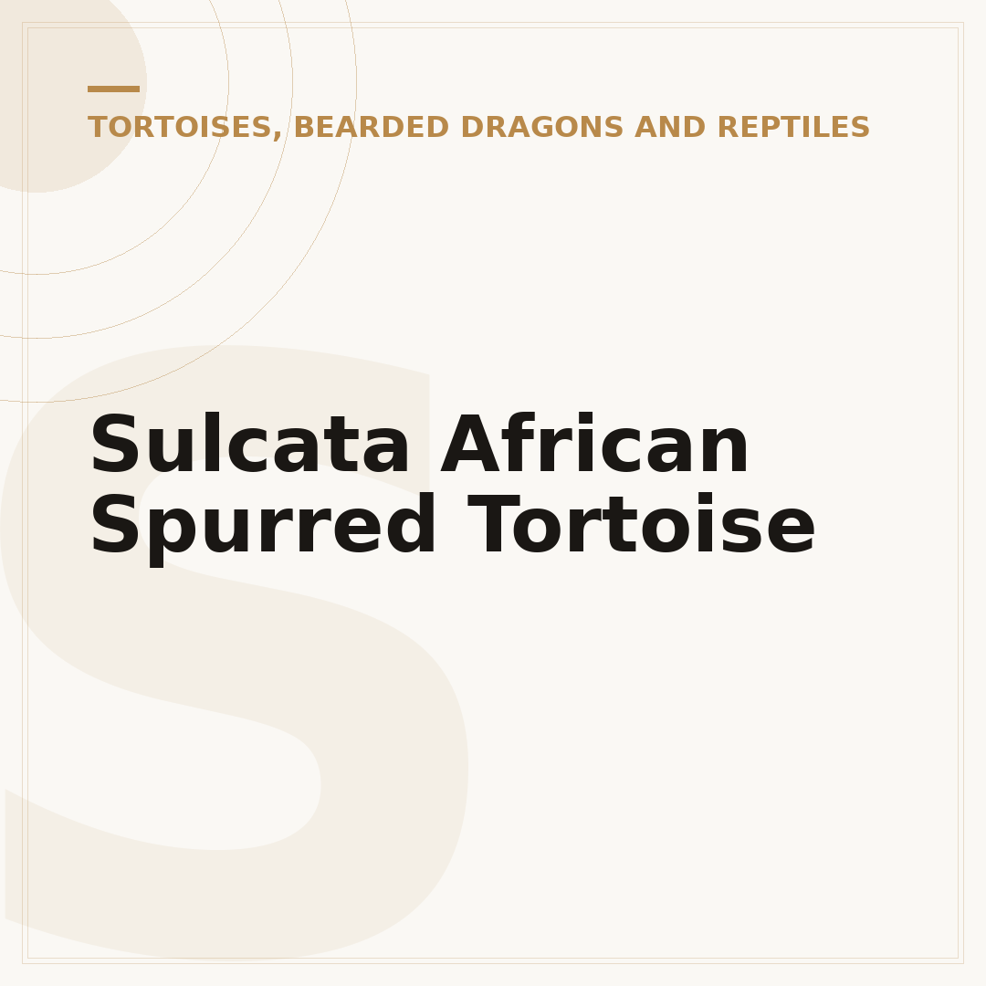 Sulcata African Spurred Tortoise