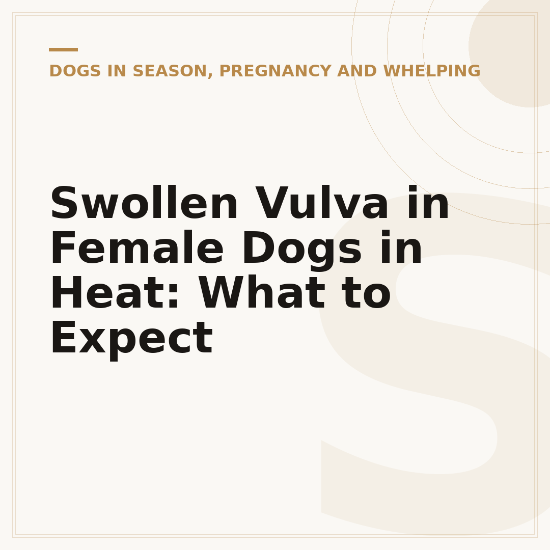 Swollen Vulva in Female Dogs in Heat: What to Expect
