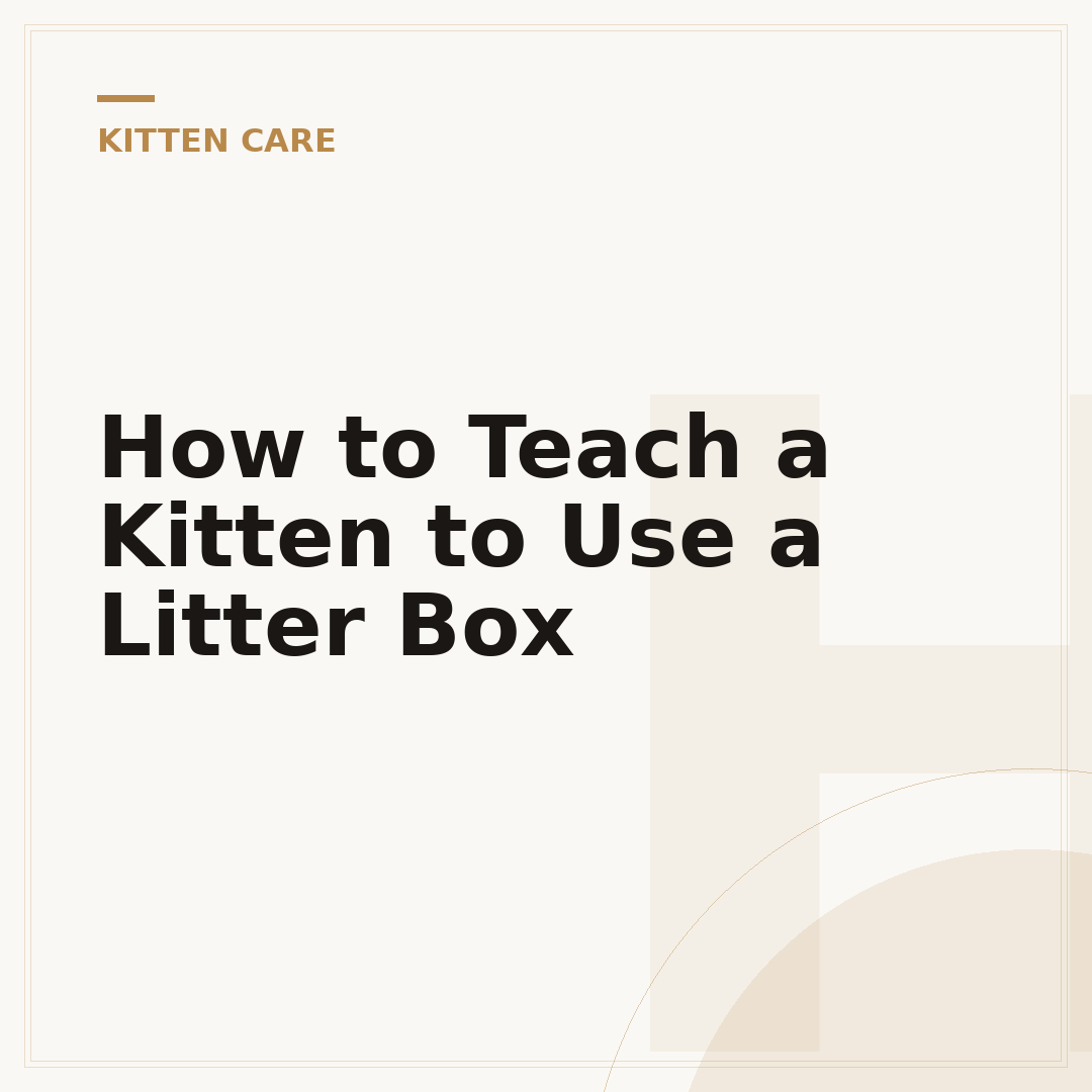 How to Teach a Kitten to Use a Litter Box