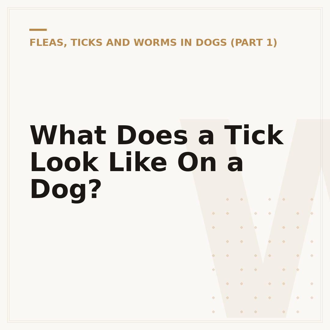 What Does a Tick Look Like On a Dog?