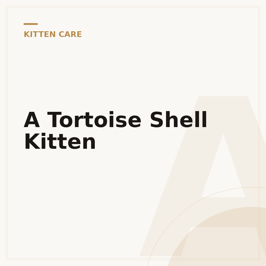 A Tortoise Shell Kitten