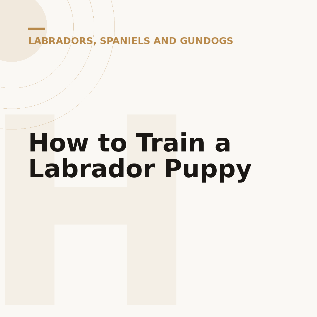 How to Train a Labrador Puppy