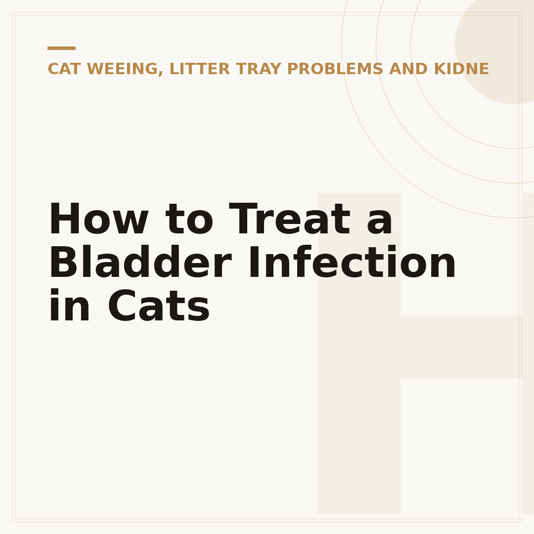 How to Treat a Bladder Infection in Cats
