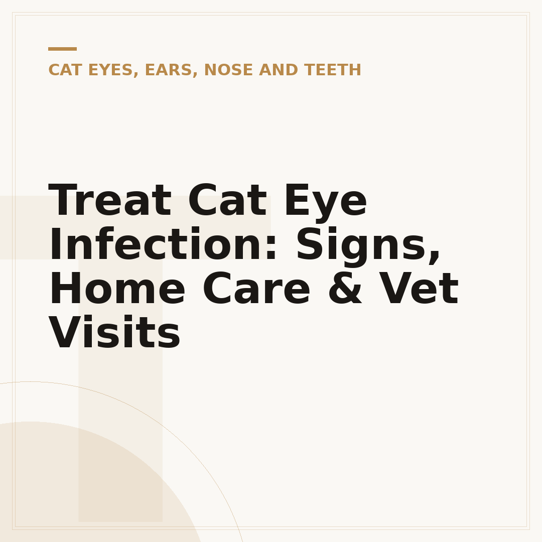 Treat Cat Eye Infection: Signs, Home Care & Vet Visits