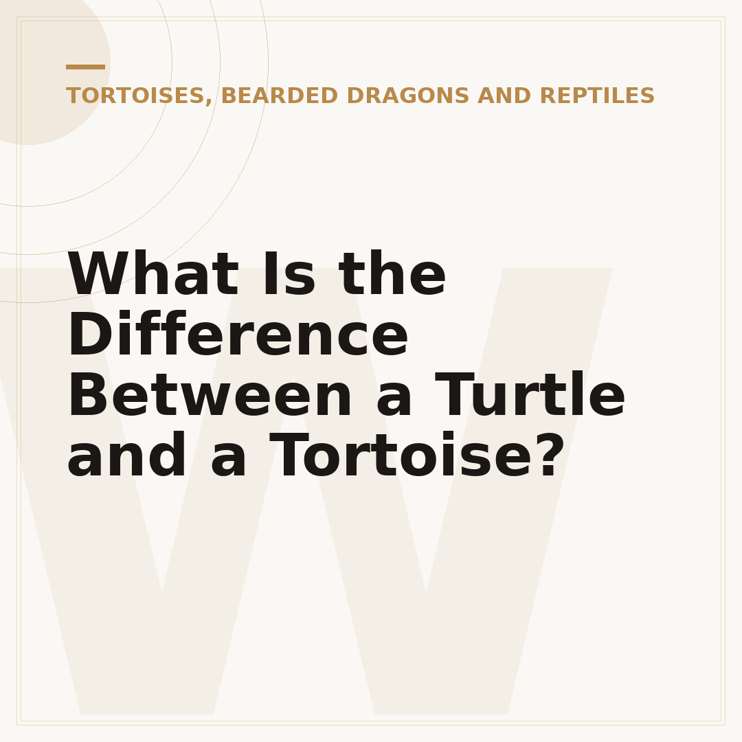What Is the Difference Between a Turtle and a Tortoise?
