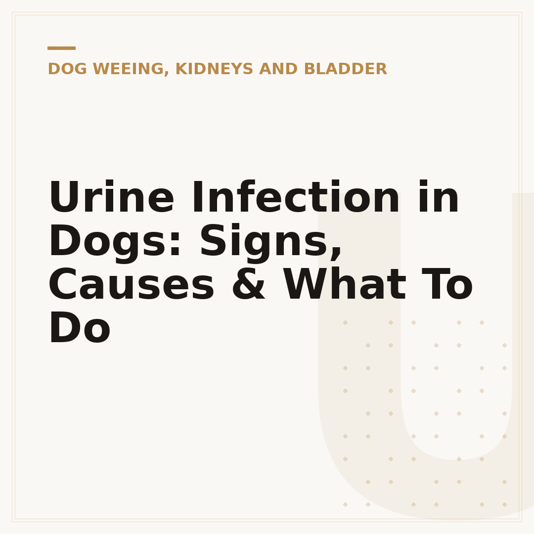 Urine Infection in Dogs: Signs, Causes & What To Do