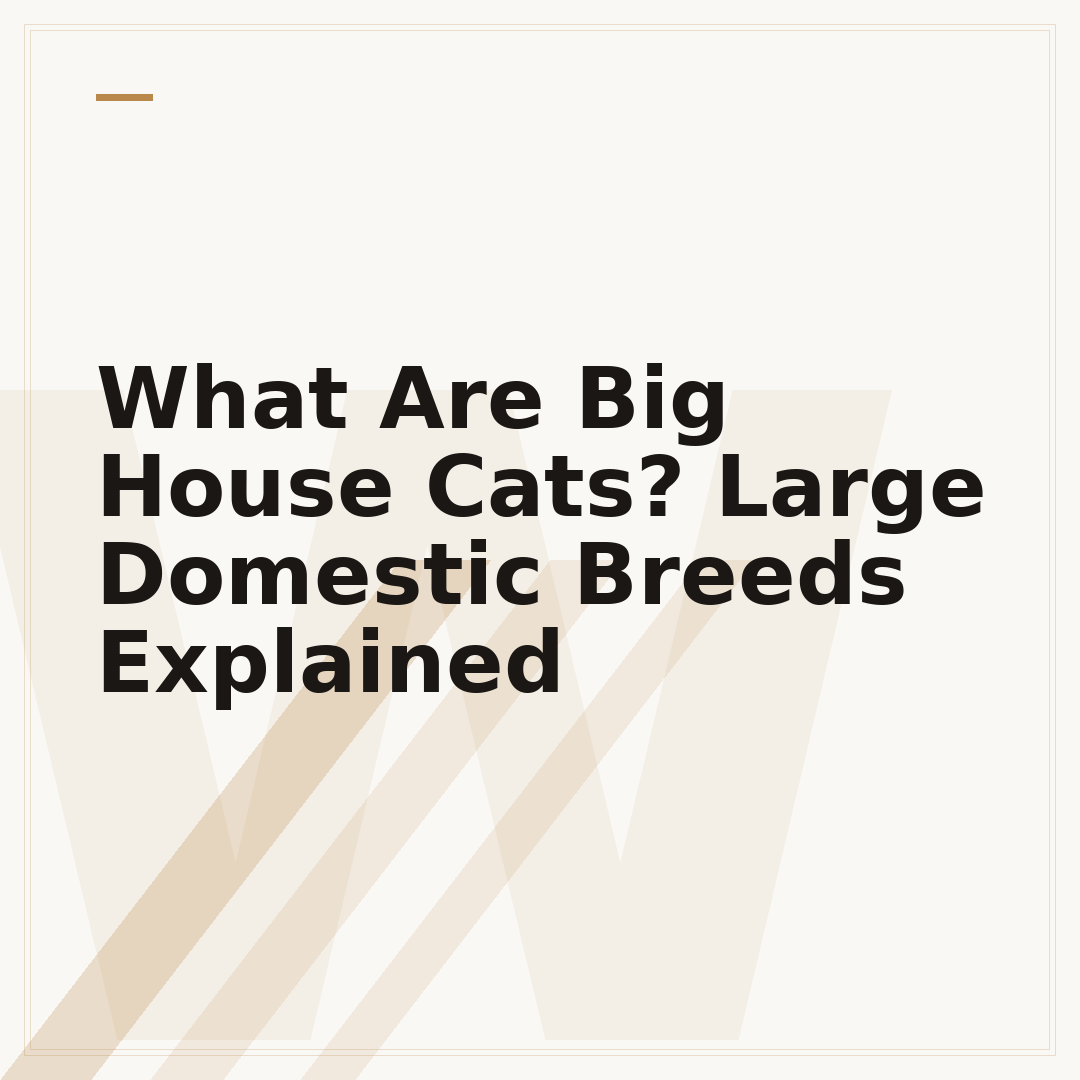 What Are Big House Cats? Large Domestic Breeds Explained